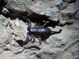 škorpión na skalách Massone v Arcu
